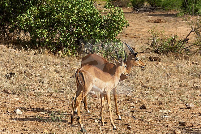 Two young male impalas, Aepyceros melampus. Tsavo East National Park, Kenya. stock-image by Agami/Sergio Pitamitz,