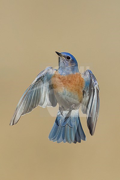 Adult male
Santa Barbara Co., CA
November 2022 stock-image by Agami/Brian E Small,