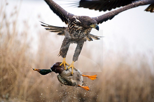 Zeearend met prooi;  White-tailed Eagle with prey stock-image by Agami/Bence Mate,