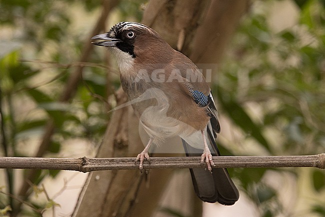 Eurasian Jay (Garrulus glandarius japonicus) stock-image by Agami/Yann Muzika,