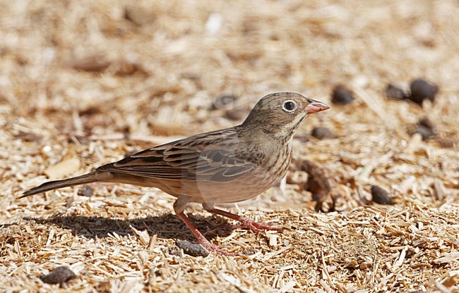 Vrouwtje Ortolaan; Female Ortolan Bunting stock-image by Agami/Markus Varesvuo,