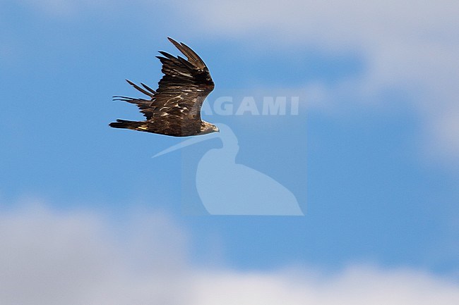 Eastern Imperial Eagle (Aquila heliaca), Russia (Baikal), adult in flight. stock-image by Agami/Ralph Martin,
