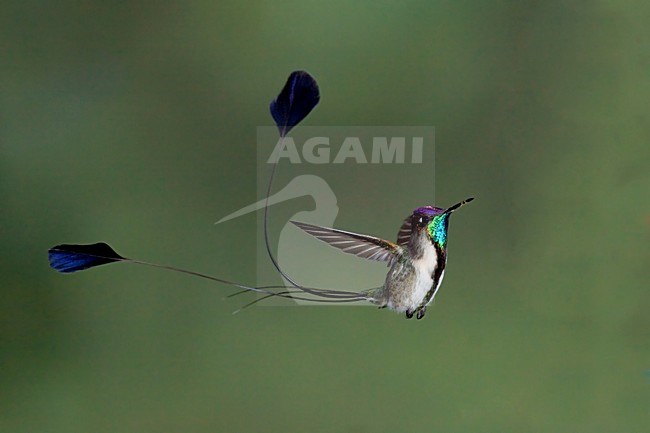 Vlagkolibrie in vlucht, Marvellous Spatuletail in flight stock-image by Agami/Dubi Shapiro,