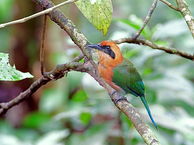 Rosse Motmot, Rufous Motmot stock-image by Agami/Alex Vargas,