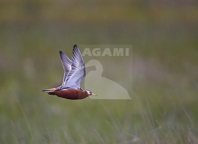 Red Phalarope adult summerplumage flying; Rosse Franjepoot volwassen zomerkleed vliegend stock-image by Agami/Markus Varesvuo,