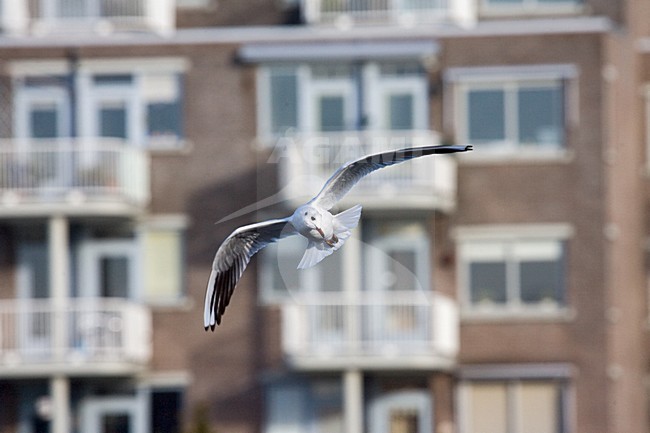Black-headed Gull flying in canals of Amsterdam; Kokmeeuw vliegend door Amsterdamse gracht stock-image by Agami/Marc Guyt,
