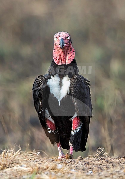 Indische Oorgier, Red-headed Vulture, Sarcogyps calvus stock-image by Agami/Dubi Shapiro,