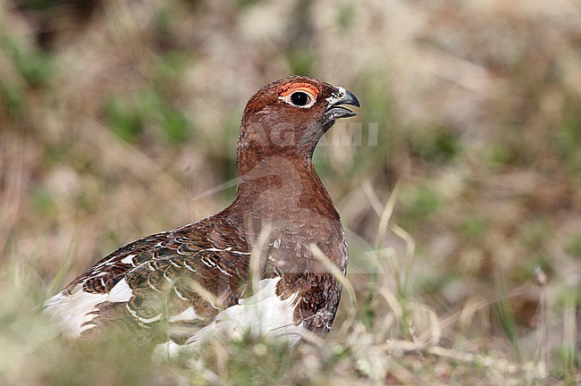 Willow Ptarmigan  (Lagopus lagopus alascensis) taken the 07/06/2022 at Nome - Alaska - USA stock-image by Agami/Aurélien Audevard,