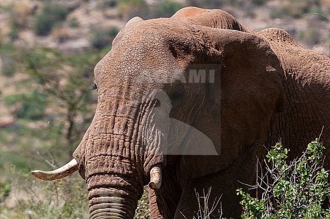 Portrait of an African elephant, Loxodonta africana. Samburu Game Reserve, Kenya. stock-image by Agami/Sergio Pitamitz,