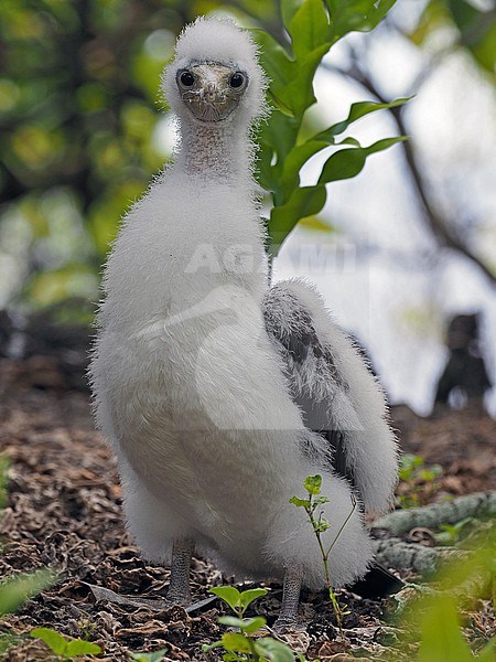 Masked Booby, Sula dactylatra, in French Polynesia. Large downy chick in the colony. Staring in to the camera. stock-image by Agami/James Eaton,