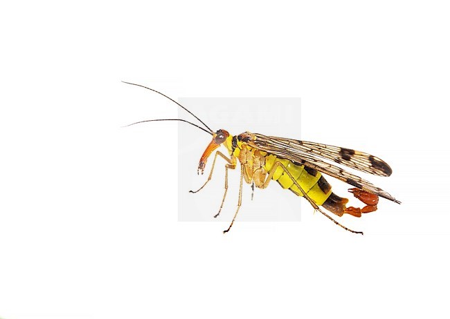 Male Scorpionfly, Panorpa cognata stock-image by Agami/Wil Leurs,