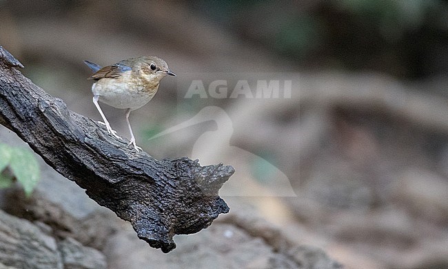 Male Siberian Blue Robin (Larvivora cyane) perched on a log in the forests of Kaeng Krachan National Park in Thailand. stock-image by Agami/Ian Davies,