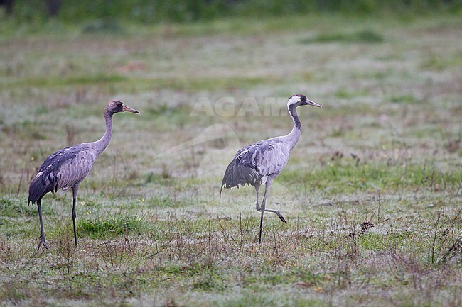 Common Crane (Grus grus) juvenile and adult walking in Extremadura, Spain stock-image by Agami/Helge Sorensen,