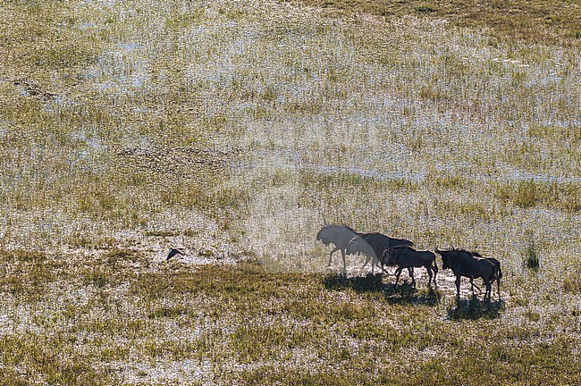An aerial view of a herd of wildebeests, Connochaetes taurinus, in an Okavango Delta flood plain. Okavango Delta, Botswana. stock-image by Agami/Sergio Pitamitz,
