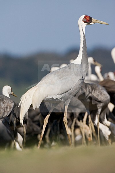 Overwinterende Witnekkraanvogels; Wintering White-necked Cranes stock-image by Agami/Marc Guyt,
