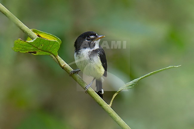 Birds of Peru, a Black-and-white Tody-tyrant stock-image by Agami/Dubi Shapiro,