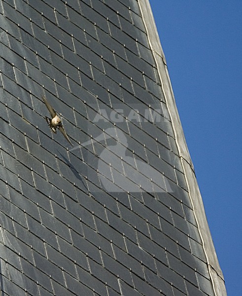Eurasian Crag Martin flying near buildings, Rotszwaluw vliegend bij gebouwen stock-image by Agami/Marc Guyt,