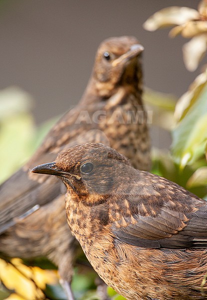 Two juvenile Common Blackbirds (Turdus merula) in a urban garden Katwijk, Netherlands. stock-image by Agami/Marc Guyt,