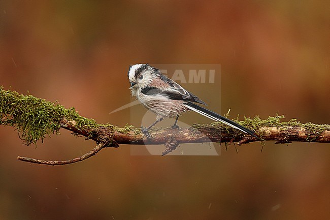 Staartmees met herfstkleuren; Long-tailed tit in autumn colors; stock-image by Agami/Walter Soestbergen,