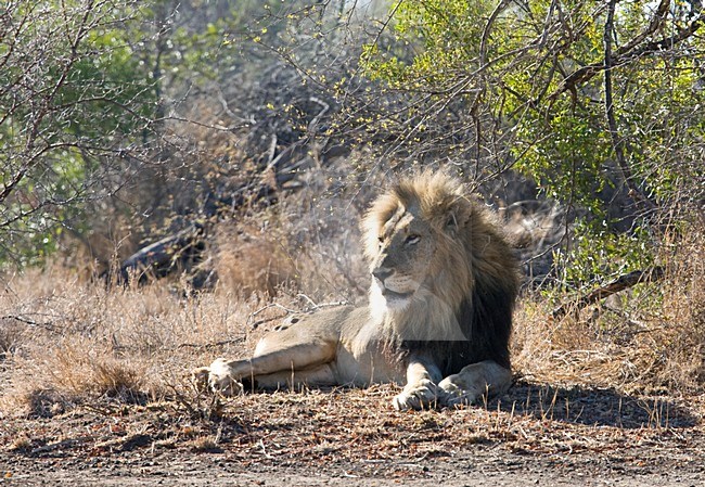 Mannetje Afrikaanse Leeuw; Male African Lion stock-image by Agami/Marc Guyt,