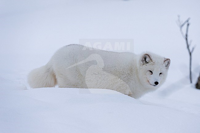 Portrait of an arctic fox, Vulpes lagopus, in the snow. Polar Park, Bardu, Troms, Norway. stock-image by Agami/Sergio Pitamitz,