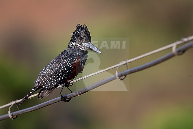 adult female giant kingfisher (Megaceryle maxima) perching on a wire, found near Arba Minch at Lake Chamo in Ethiopia stock-image by Agami/Mathias Putze,