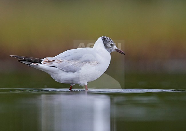 Kokmeeuw staand in water; Black-headed Gull standing in water stock-image by Agami/Markus Varesvuo,