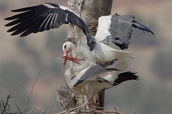 White Stork mating on nest; Ooievaar parend op nest stock-image by Agami/Daniele Occhiato,