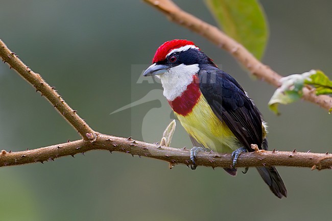 Birds of Peru, the Scarlet-banded Barbet stock-image by Agami/Dubi Shapiro,