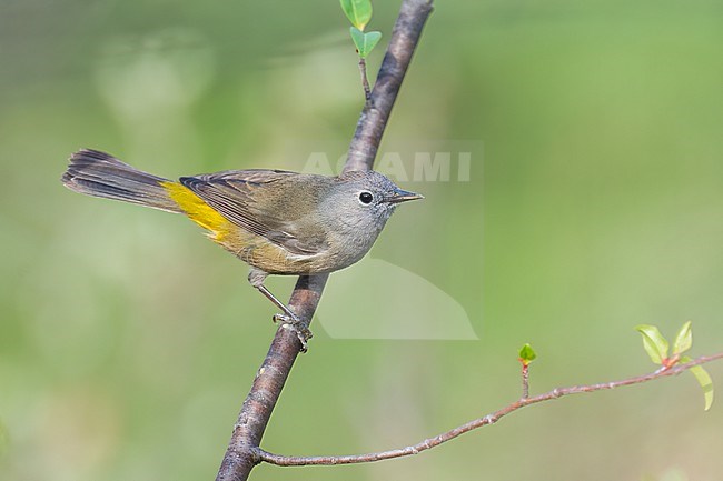 Adult
Nuevo Leon, Mexico
May 2022 stock-image by Agami/Brian E Small,