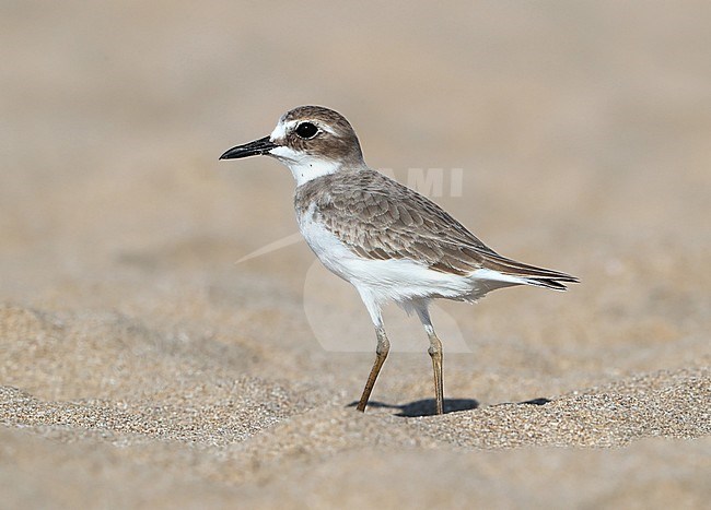 Greater Sand Plover (Charadrius leschenaultii) standing on a beach in Oman. stock-image by Agami/Aurélien Audevard,