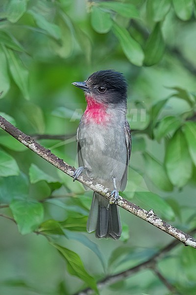 Adult male
Nuevo Leon, Mexico
May 2022 stock-image by Agami/Brian E Small,