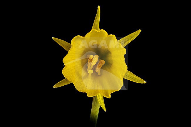 Hoop-petticoat daffodil, Narcissus bulbocodium subsp. bulbocodium stock-image by Agami/Wil Leurs,