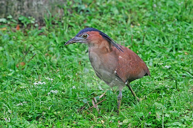 Indische Kwak, Malayan Night-Heron stock-image by Agami/Pete Morris,