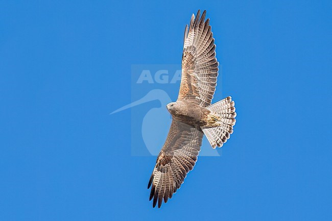 Adult (dark morph)
San Diego Co., CA
April 2023 stock-image by Agami/Brian E Small,