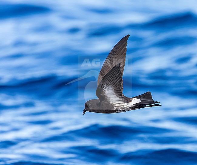 New Zealand Storm Petrel (Fregetta maoriana), a critically endangered seabird species endemic to New Zealand. Flying above the ocean surface. stock-image by Agami/Marc Guyt,