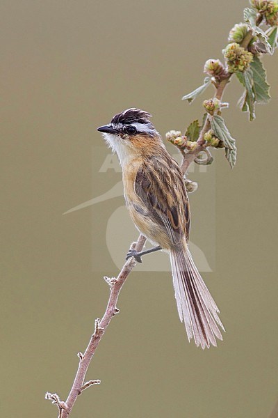 Puntstaarttiran, Sharp-tailed Grass-Tyrant stock-image by Agami/Dubi Shapiro,