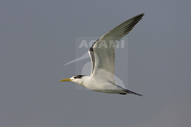 Grote Kuifstern in de vlucht; Great Crested Tern in flight stock-image by Agami/Arie Ouwerkerk,