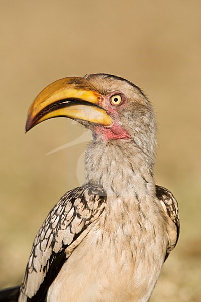 Zuidelijke Geelsnaveltok, Southern Yellow-Billed Hornbill, Tockus leucomelas, Geelsnaveltok stock-image by Agami/Marc Guyt,