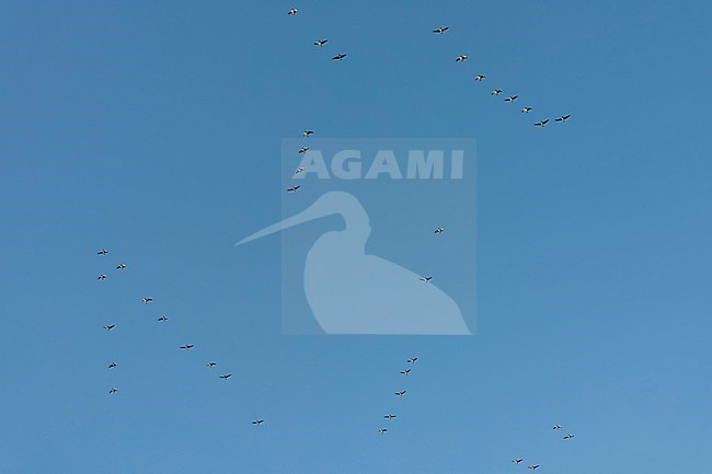 Wintering Barnacle Goose (Branta leucopsis) in the Netherlands. Huge flock flying overhead. stock-image by Agami/Marc Guyt,