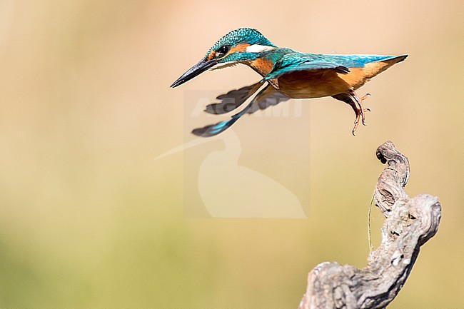 Common Kingfisher (Alcedo atthis) along a river in Cordoba, Spain. Taking off. stock-image by Agami/Oscar Díez,