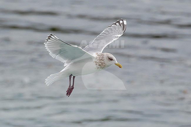 ‘Cipriana’ in flight, the returning adult Thayer’s Gull Larus thayeri, of San Cibrao in the Atlantic Coast of Lugo, Galicia, Spain stock-image by Agami/Rafael Armada,