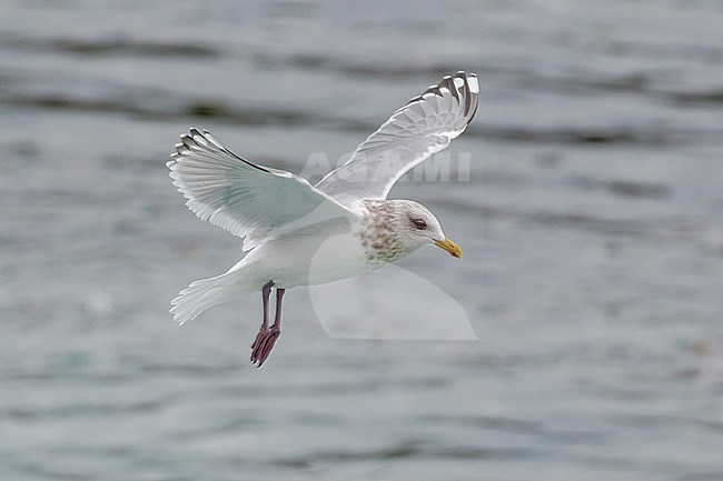 ‘Cipriana’ in flight, the returning adult Thayer’s Gull Larus thayeri, of San Cibrao in the Atlantic Coast of Lugo, Galicia, Spain stock-image by Agami/Rafael Armada,