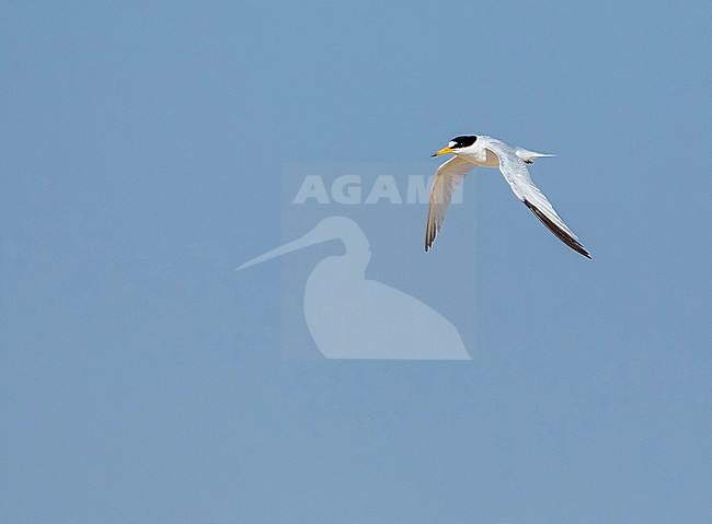 Adult Saunders's Tern Flying from sea to nest. Near Ras Sudr, the only colony for WP. stock-image by Agami/Vincent Legrand,