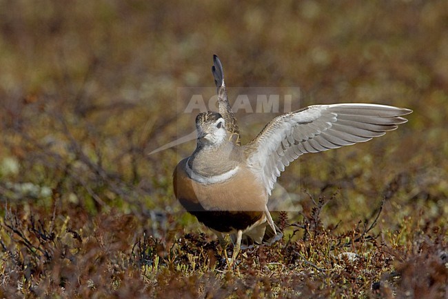 Volwassen vrouwtje Morinelplevier in broedgebied; Adult female Eurasian Dotterel on breeding ground stock-image by Agami/Daniele Occhiato,