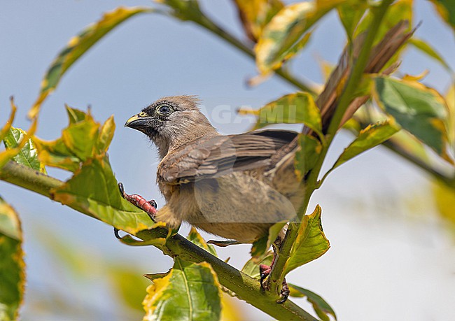 Red-backed Mousebird, Colius castanotus, in Angola. stock-image by Agami/Pete Morris,