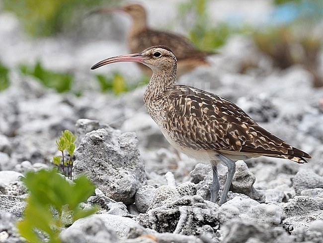 Bristle-thighed Curlew, Numenius tahitiensis, wintering on tropical island in Eastern Polynesia. stock-image by Agami/James Eaton,