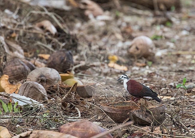 White-fronted Ground Dove (Pampusana kubaryi) on Chuuk, part of the Federated States of Micronesia. Also known as Caroline Islands ground dove. stock-image by Agami/Pete Morris,