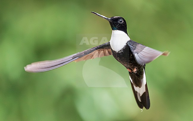 Collared Inca (Coeligena torquata) stock-image by Agami/Lennart Verheuvel,