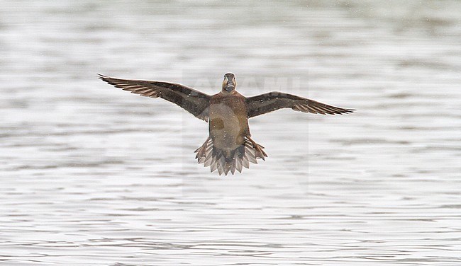 Adult male Baikal Teal (Anas formosa) wintering in The Netherlands. Rare asian vagrant to western Europe. stock-image by Agami/Edwin Winkel,